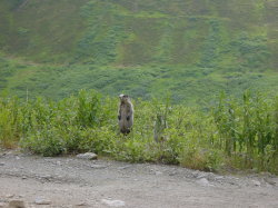 Hatcher pass - bergmarmot