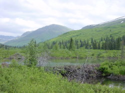 Hatcher pass - beverdam