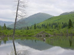 Hatcher pass - meertje met beverburcht