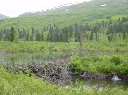 Hatcher pass - beverdam