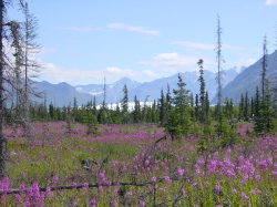 Matanuska glacier