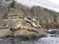 Seward - rondvaart met de Kenai Explorer; zeehonden