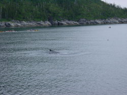 Seward - rondvaart met de Kenai Explorer; walvis