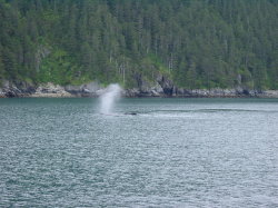 Seward - rondvaart met de Kenai Explorer; walvis