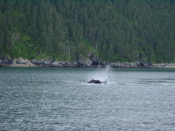 Seward - rondvaart met de Kenai Explorer; walvis