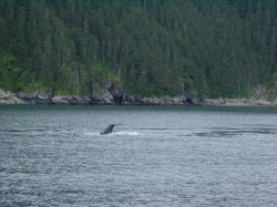 Seward - rondvaart met de Kenai Explorer; walvis