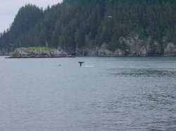 Seward - rondvaart met de Kenai Explorer; walvis