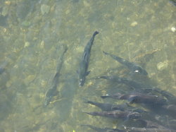 Anchorage - zalm in de Shipscreek