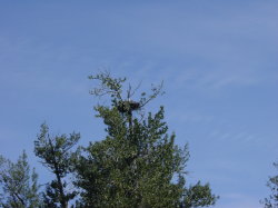 Talkeetna - tocht met de jetboat van Mahay's; nest van een adelaar (Bold Eagle)