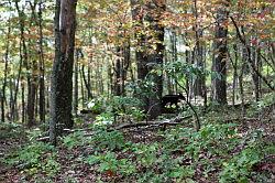 Shenandoah National Park