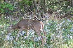 Shenandoah National Park