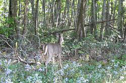 Shenandoah National Park