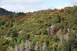 Blue Ridge Parkway