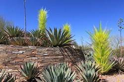 Scottsdale - Desert Botanical garden