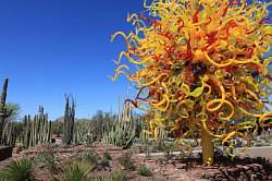 Scottsdale - Desert Botanical garden