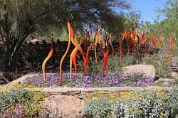 Scottsdale - Desert Botanical garden