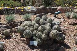 Scottsdale - Desert Botanical garden