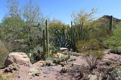 Scottsdale - Desert Botanical garden