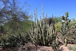 Scottsdale - Desert Botanical garden