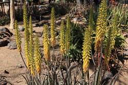 Scottsdale - Desert Botanical garden