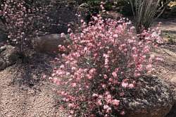 Scottsdale - Desert Botanical garden