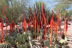 Scottsdale - Desert Botanical garden