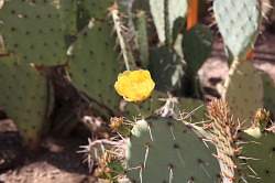 Scottsdale - Desert Botanical garden