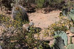 Scottsdale - Desert Botanical garden