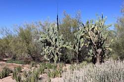 Scottsdale - Desert Botanical garden