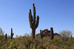 Scottsdale - Desert Botanical garden