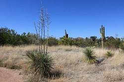 Scottsdale - Desert Botanical garden