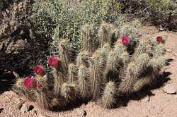 Scottsdale - Desert Botanical garden