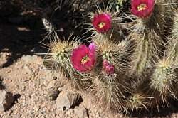 Scottsdale - Desert Botanical garden