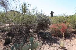 Scottsdale - Desert Botanical garden