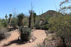 Scottsdale - Desert Botanical garden