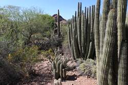 Scottsdale - Desert Botanical garden