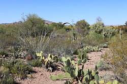 Scottsdale - Desert Botanical garden