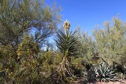 Scottsdale - Desert Botanical garden