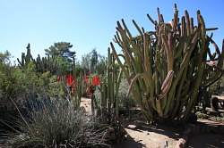 Scottsdale - Desert Botanical garden