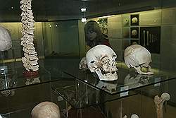 Het Bahrain National Museum; zaal met nagemaakte graven - vondsten uit graven