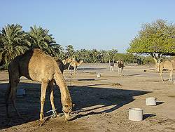 Kamelen farm