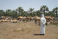Kamelen farm