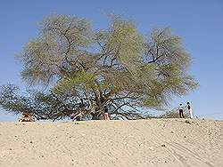 Tree of life - 500 jaar oude boom midden in de woestijn