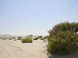 Woestijn in het zuiden (restricted area) is ongerept