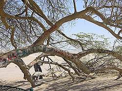 Tree of life - 500 jaar oude boom midden in de woestijn