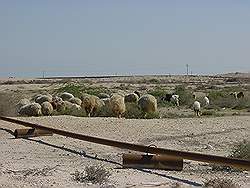 Schapen lopen tussen de olie- en gasleidingen door