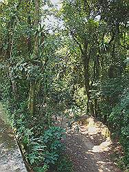 Serra da Cantareira - pad vanaf de weg gezien
