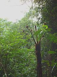 Serra da Cantareira - palmboom; de nieuwe bladeren rollen uit