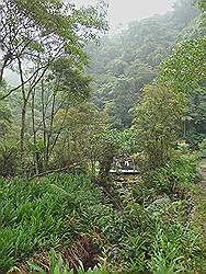 Paranapiacaba forest