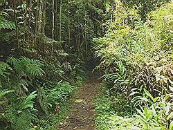 Paranapiacaba forest